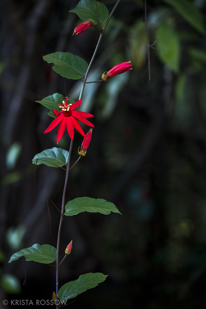 6-Krista-Rossow-Peru-Amazon-passionflower